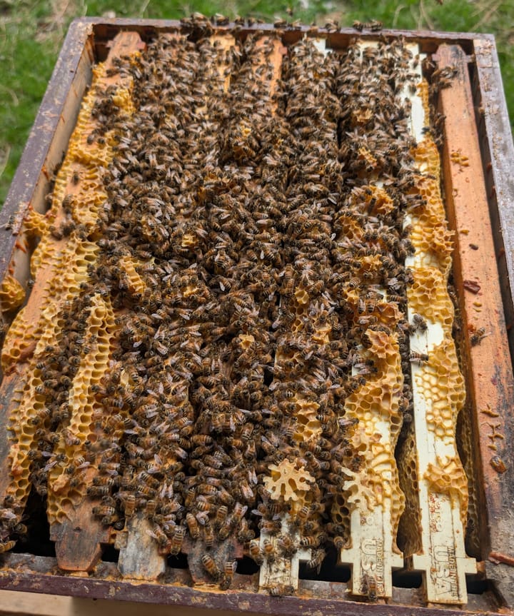 MARCH 2026: Bees, Easter Bread, Freezer Items, and More